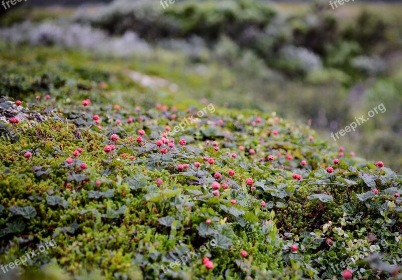 Cloudberry Polish Suomuurain Cloudberry Bush Produces Tussock