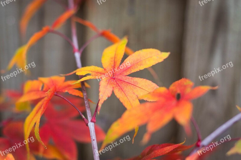 Japan Maple Maple Leaf Autumn Autumn Wallpaper Dark Background