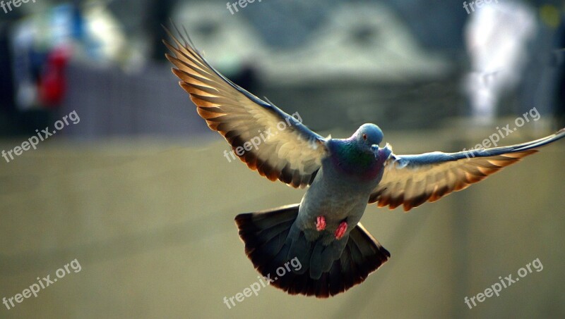 Pigeon Flying Bird Wings Spread Backlit