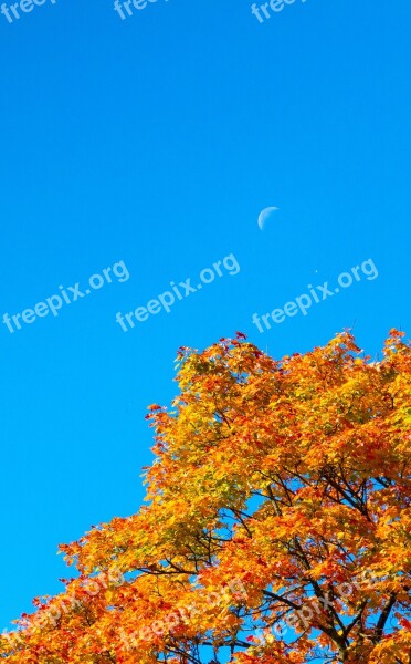 Autumn Crown Color Moon The Day