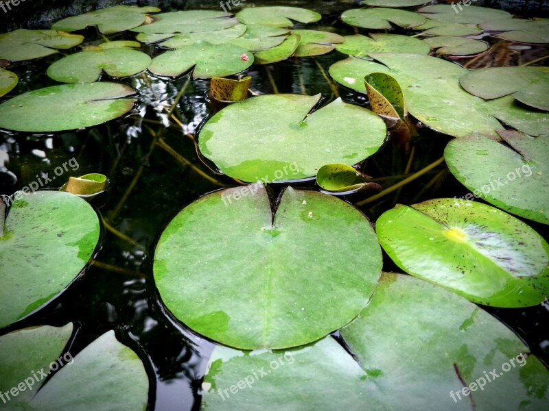 The Lotus Pond Lotus Leaf Water Free Photos