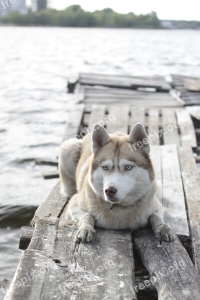 Bridge Husky Photoset Animal Pets