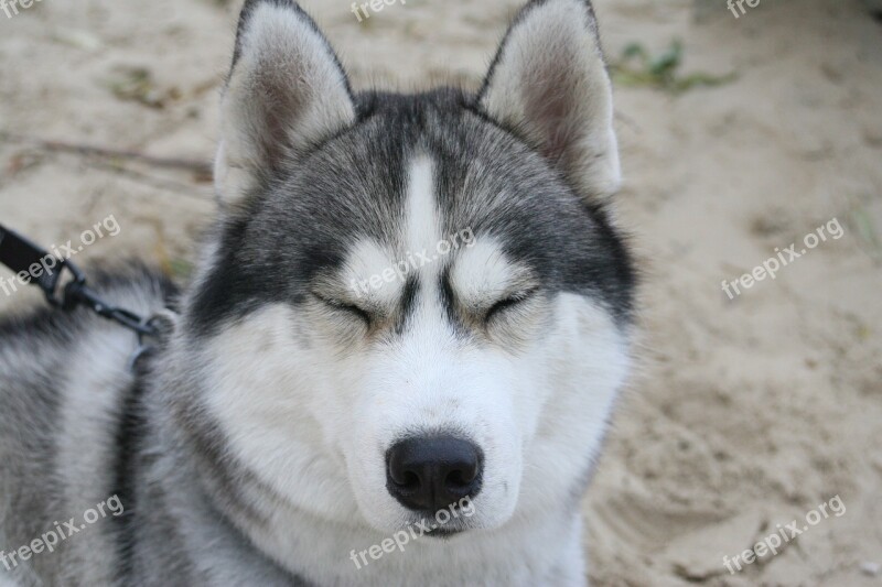 Husky Dog Animals Siberian Pets