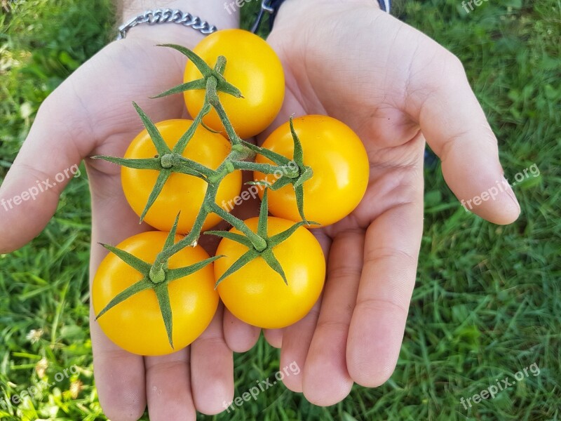 Tomato Tomatoes Tomatoes In Hands Yellow Tomatoes Food