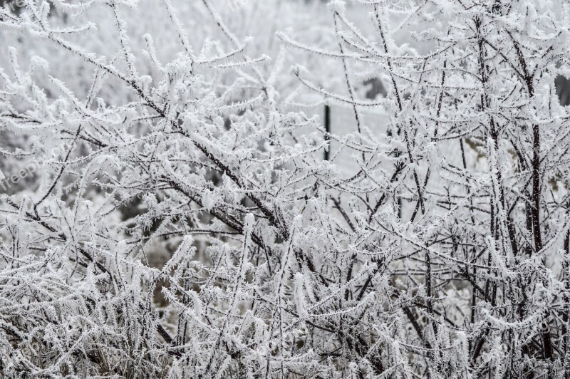 White Gel Branches Winter Cold