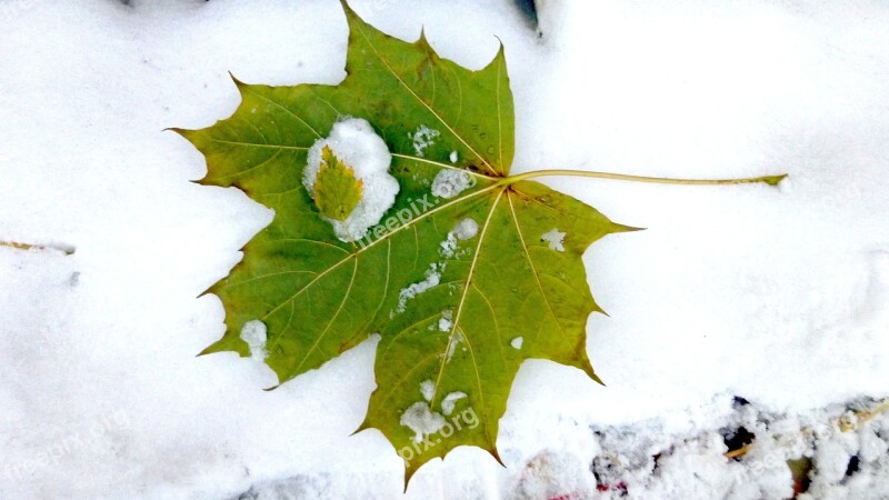 Autumn The First Snow Maple Leaf Free Photos