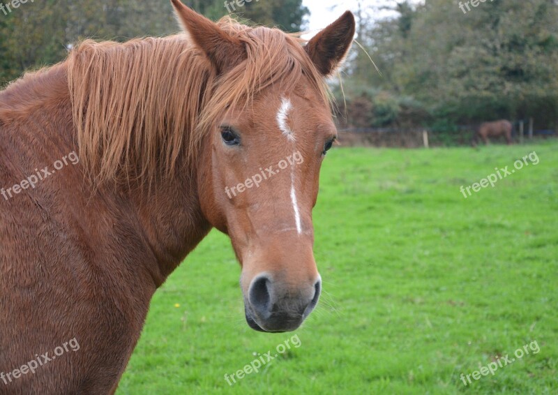 Horse Mare Ears White Mane Brown Horseback Riding