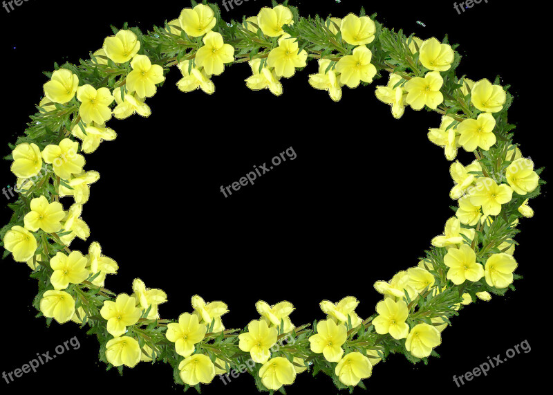 Frame Evening Primrose Yellow Floral Free Photos