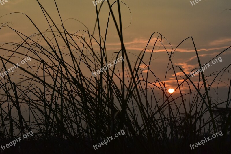 Sunset Dusk Twilight Meadow Grass