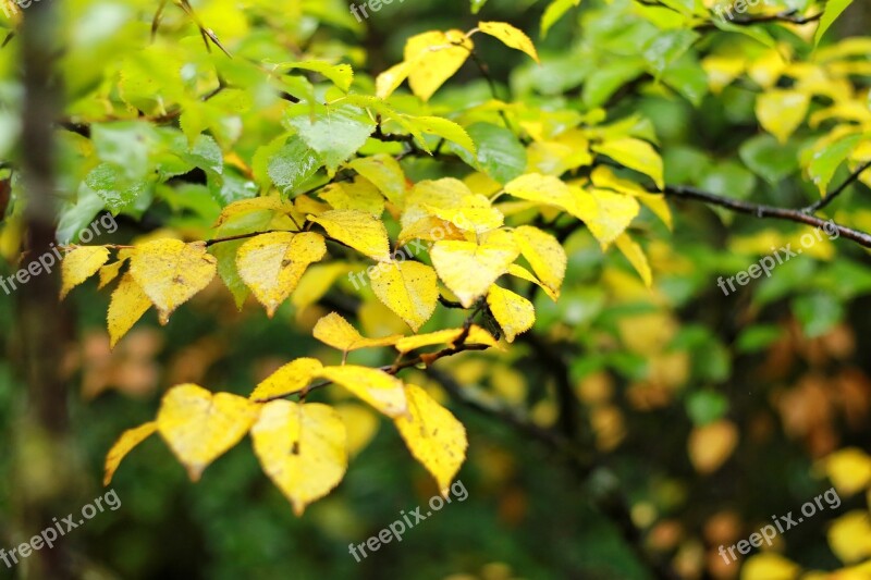 Autumn Yellow Leaves Picturesque Free Photos