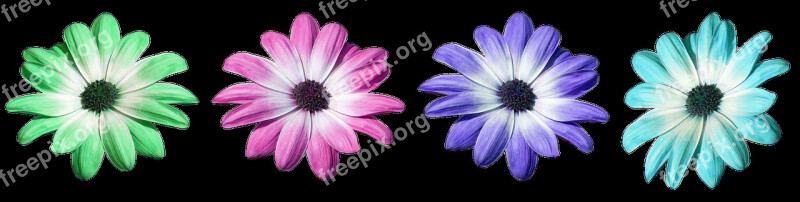 Flower Pink Daisy Petals Flora