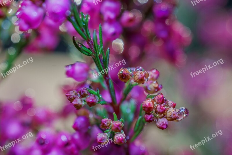 Heather Erika Macro Plant Violet