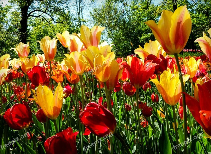 Flower Flowers Tulip Tulips Red