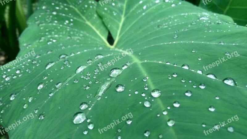 Water Drops Kerala Water Drop Leaves