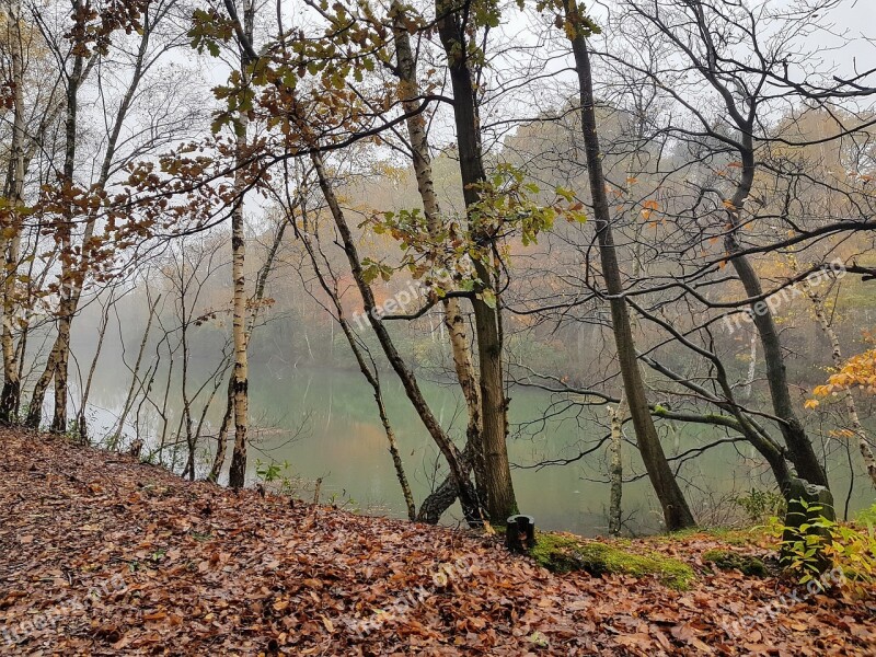 Nature Trees Forest Landscape Water