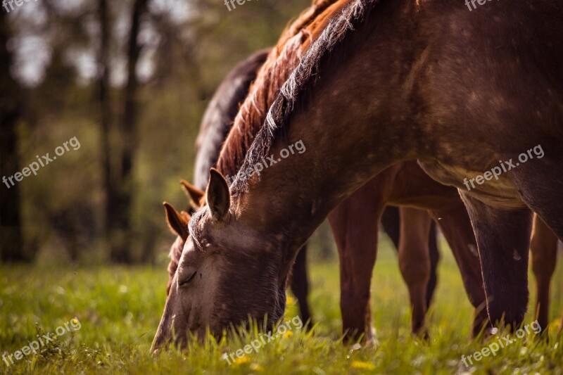 Horses Graze Pasture Quarterhorse Coupling