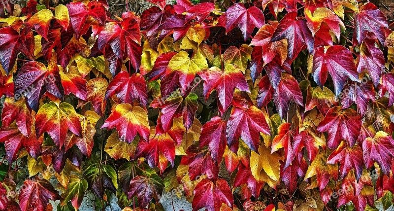 Leaf Autumn Fall Color Leaf Coloring Sunlight