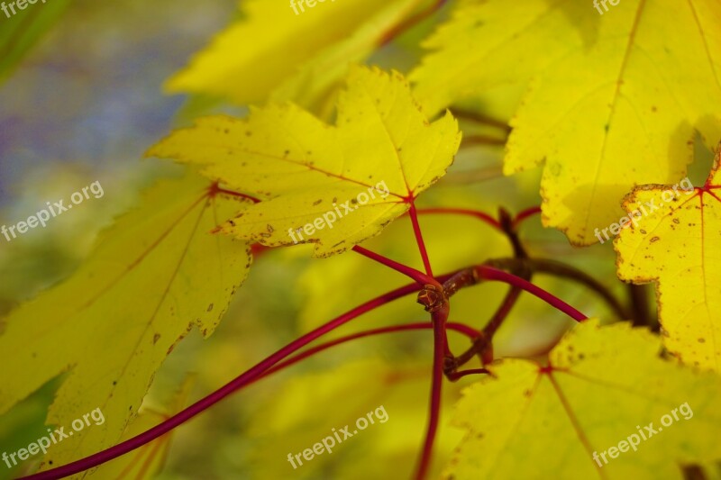 Autumn Leaves Colours Yellow Free Photos