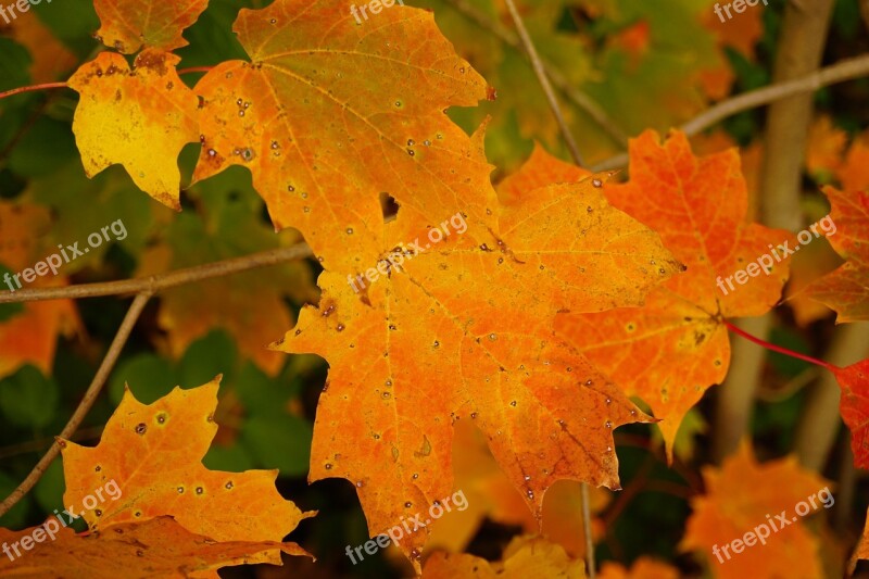 Autumn Colours Leaves Orange Free Photos