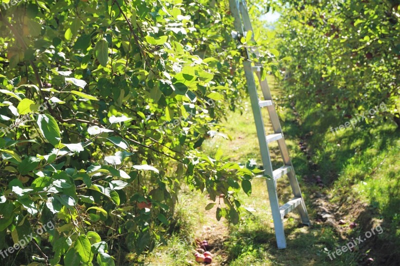 Apple Orchard Picking Harvest Ladder