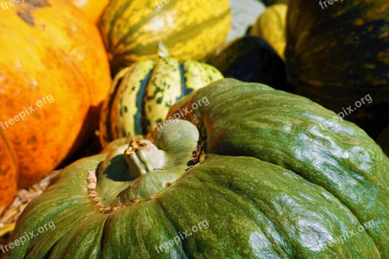 Squash Picking Autumn Thanksgiving Free Photos