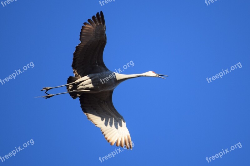 Sandhill Crane Flying Bird Beak