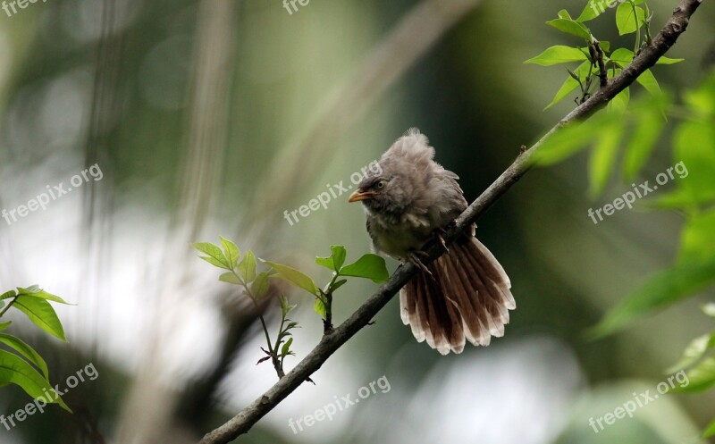 Bird Mother Needs Tree Mom