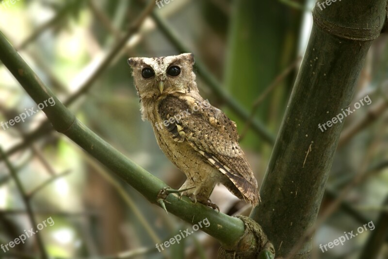 Bird Mother Needs Tree Mom