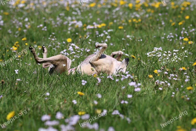 Greyhound Galgo Rolling Free Photos