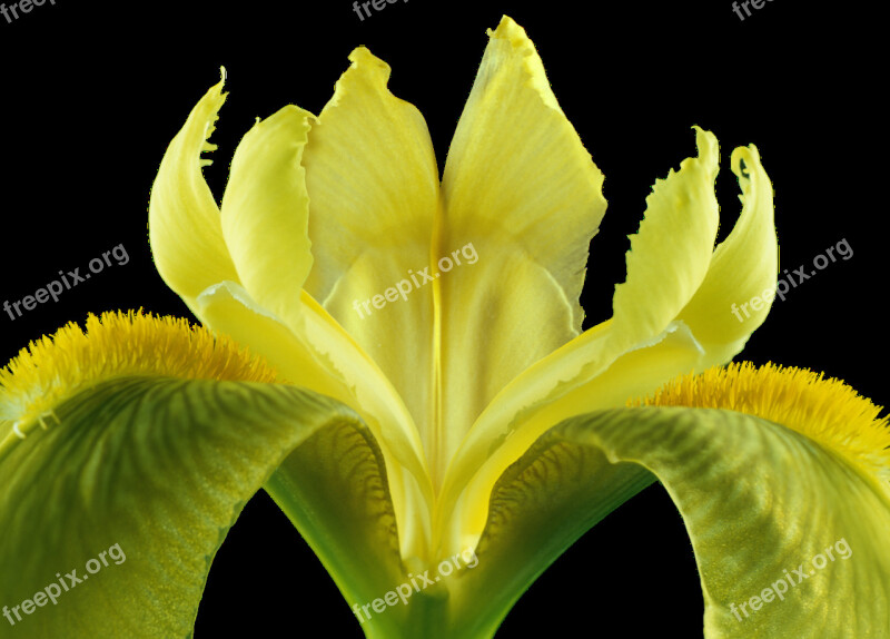 Iris Isolated Blossom Bloom Plant