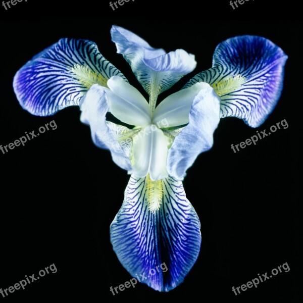 Iris Flower Blossom Bloom Nature