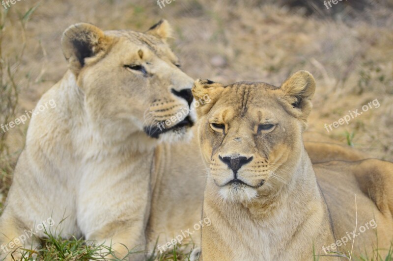 Lioness Lion Africa Wild Nature