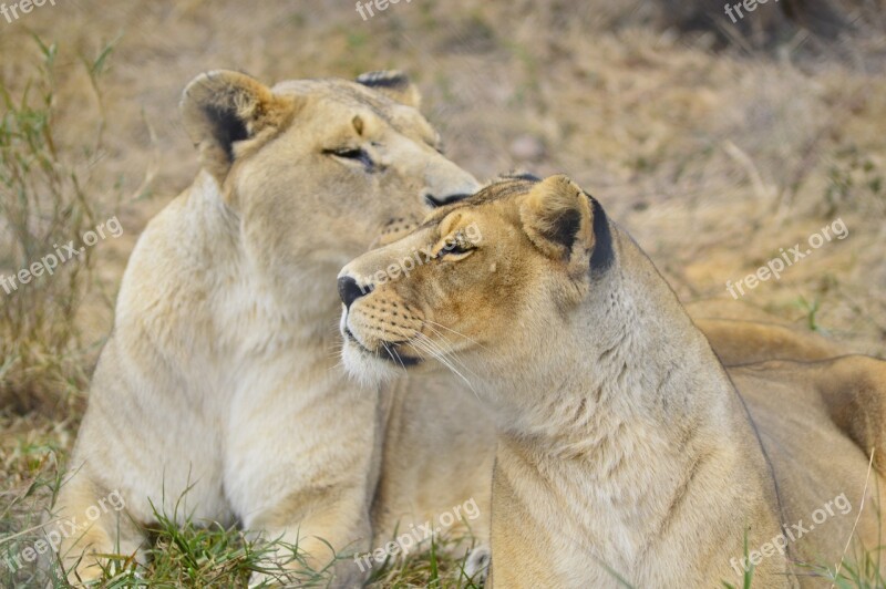 Lioness Lion Africa Wild Nature