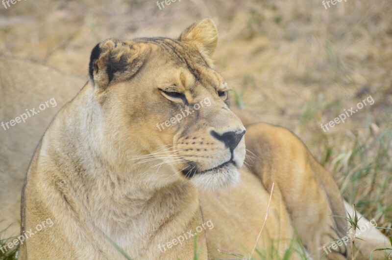 Lioness Lion Africa Wild Nature