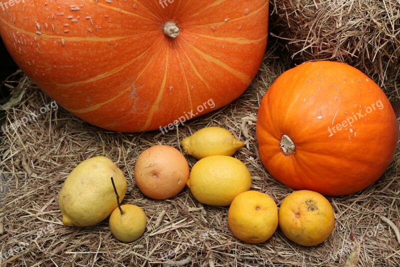 Pumpkin Haloween Lemon Grass Autumn