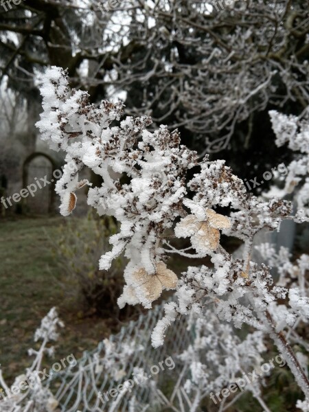 Winter Plant Hoarfrost Nature Snow