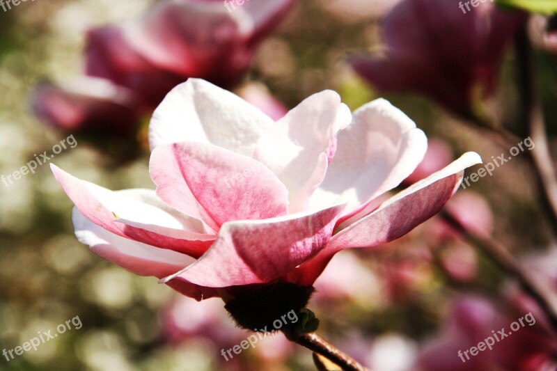 Flower Magnolia Spring Spring Flowering Tree