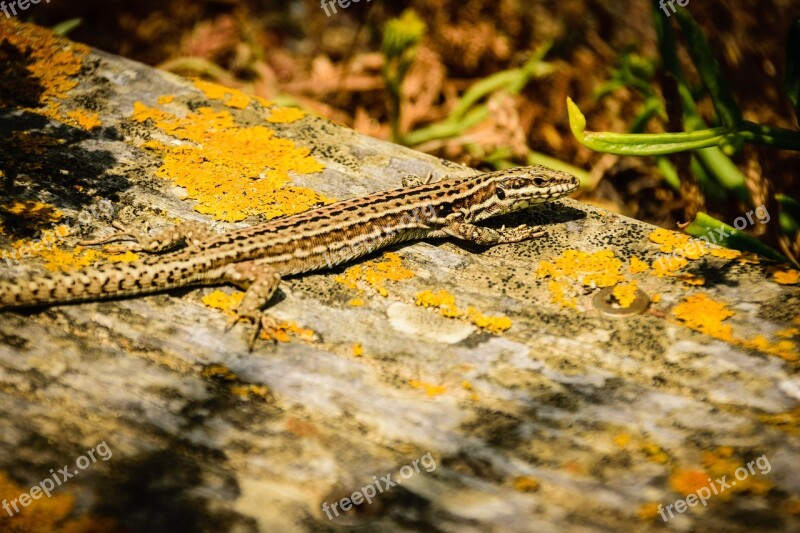 Salamander Animal Nature Lizard Spotted