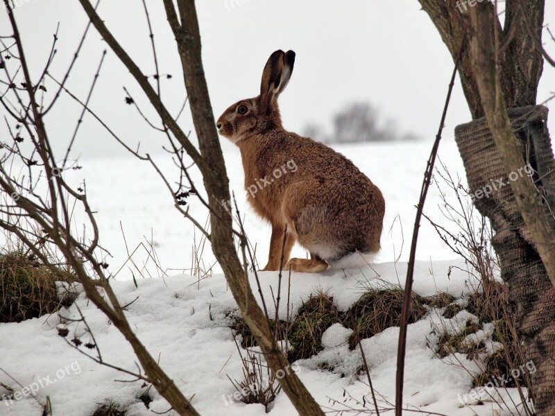 Hare Rabbit Freilebend Winter Long Eared