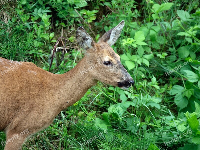 Roe Deer Wild Close Up Scheu Nature