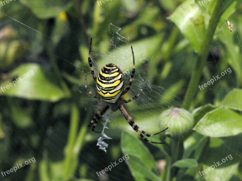 Spider Zebraspinne Close Up Wasp Spider Tiger Spider