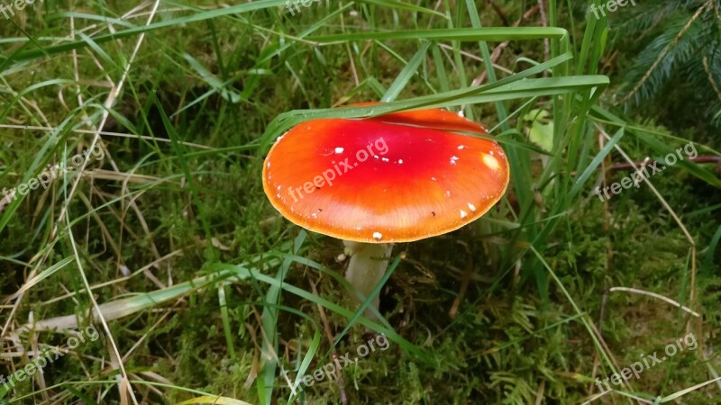 Sponge Red Forest Fly Agaric Toxic