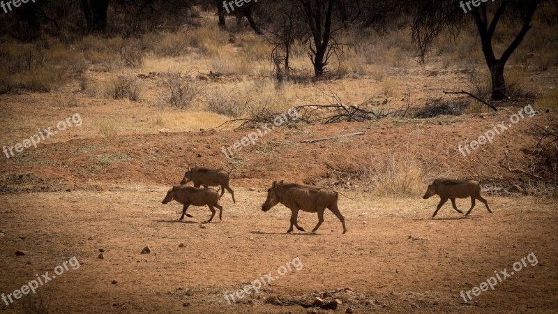 Namibia Wildlife Africa Landscape Safari