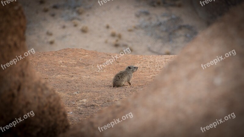 Namibia Wildlife Africa Landscape Safari