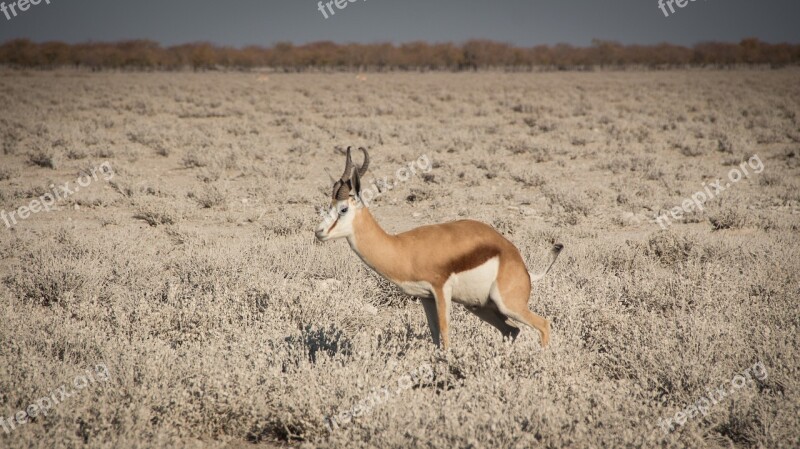 Namibia Wildlife Africa Etosha Landscape