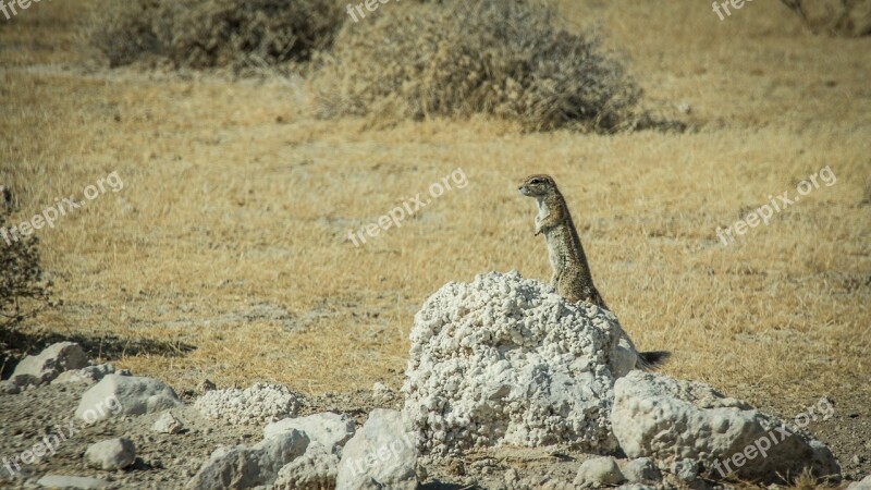 Namibia Wildlife Africa Etosha Landscape