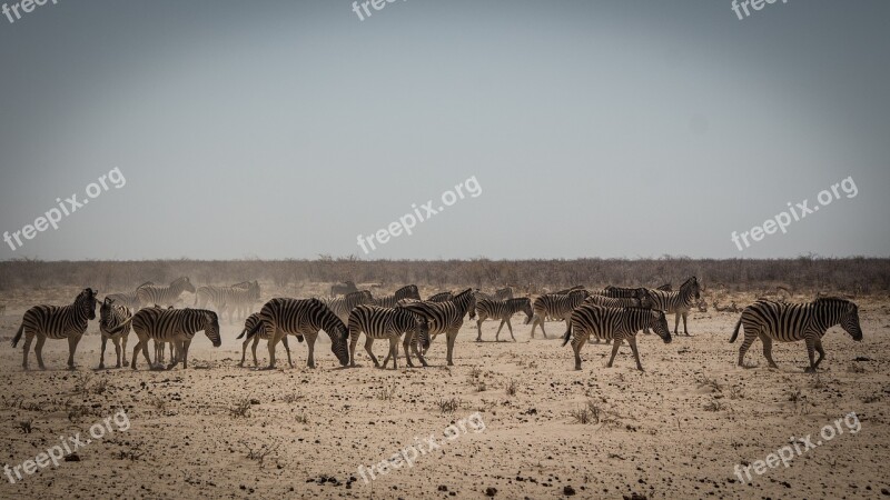 Namibia Wildlife Africa Etosha Landscape