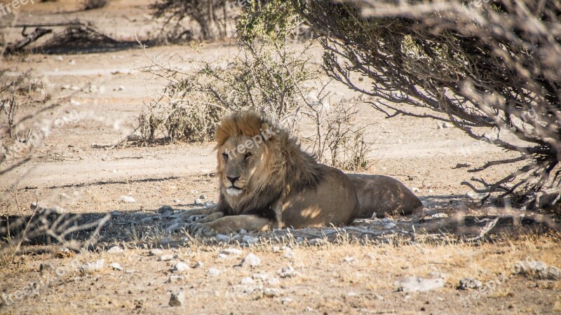 Namibia Wildlife Africa Etosha Landscape