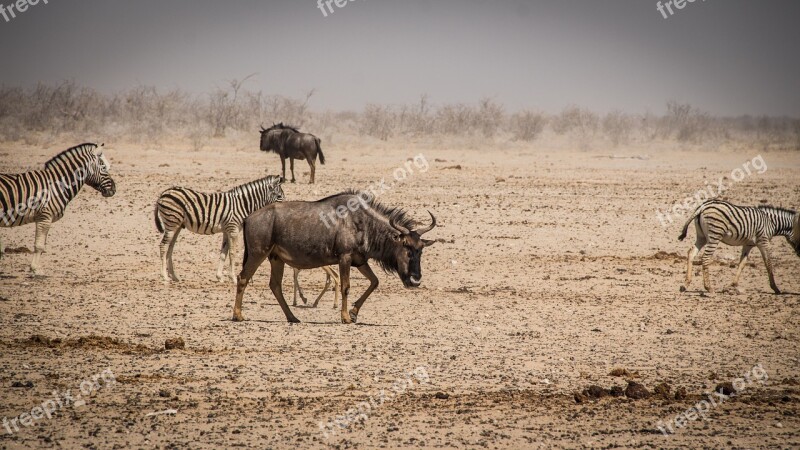 Namibia Wildlife Africa Etosha Landscape