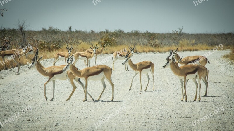 Namibia Wildlife Africa Etosha Landscape